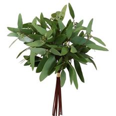 LONG EUCALYPTUS BUNDLE 16" GREEN