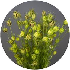 NIGELLA PODS