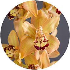 ORCHID CYMBIDIUM SPRAY BROWN