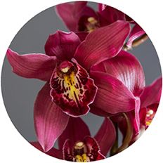 ORCHID CYMBIDIUM SPRAY BURGUNDY
