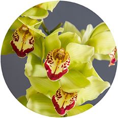 ORCHID CYMBIDIUM SPRAY GREEN