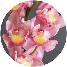 ORCHID CYMBIDIUM SPRAY PINK