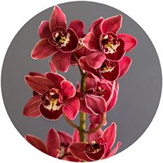 ORCHID CYMBIDIUM MINI BURGUNDY