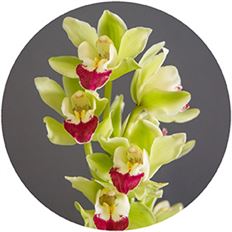 ORCHID CYMBIDIUM MINI GREEN