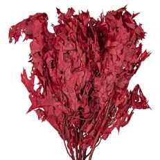 OAK TRANSPARENT RED 16 OZ