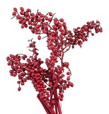 CANELLA RED 8OZ PKG