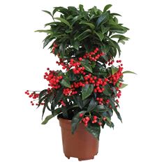 6" ARDISIA (PREBOOK)