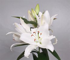 LILY ORIENTAL WHITE