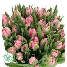 TULIP DOUBLE