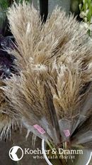 PAMPAS GRASS 5-STEM