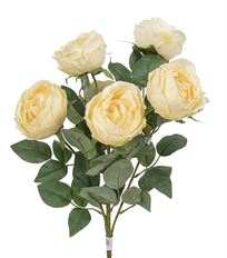 CABBAGE ROSE BUSH X7 19" YELLOW