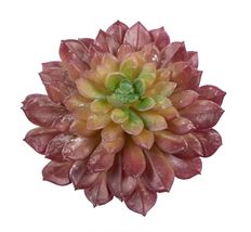 ECHEVERIA SUCCULENT 6" BURG GREEN