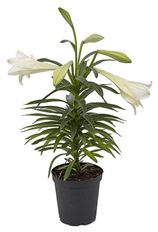 6" EASTER LILY
