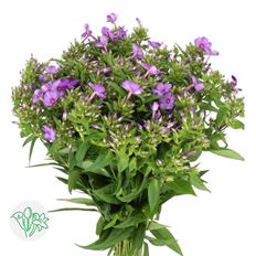 PHLOX