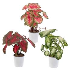 6" CALADIUM (PREBOOK)