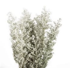 KOCHIA
