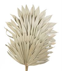 SUN PALM 8X14" NATURAL 5/PK