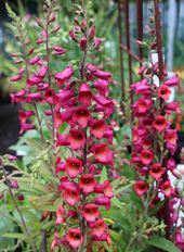 FOXGLOVE