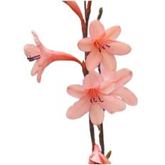 WATSONIA