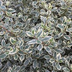 RHAMNUS