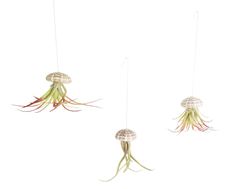 JELLYFISH AIR PLANT (HANGING)
