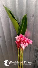 GINGER PINK