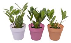 4" ZAMAFOLIA (ZZ PLANT)