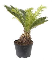 6" SAGO PALM
