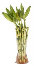 LUCKY BAMBOO STEM (LARGE)