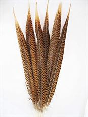 FEATHER PHEASANT GOLDEN 25-32" 6/PK
