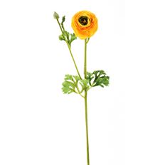 RANUNCULUS 26" YELLOW