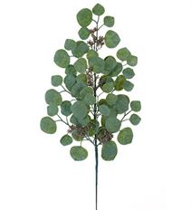 EUCALYPTUS SPRAY DOLLAR