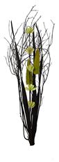 BOUQUET BLACK SPRING GREEN