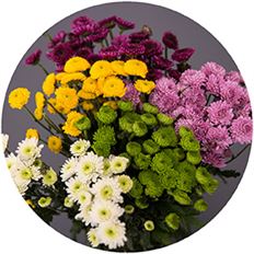 POM BUTTON ASSORTED