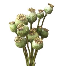 POPPY PODS