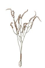 AMARANTHUS PURPLE