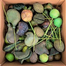 POD ASSORTMENT GREEN 50/CS