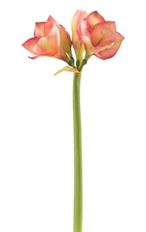 AMARYLLIS 27.5" MAUVE