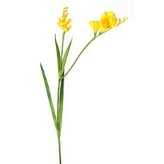 FREESIA 36" YELLOW