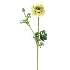 RANUNCULUS 26" GREEN