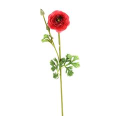 RANUNCULUS 26" MELON
