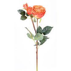 ROSE GARDEN X3 23" TALISMAN