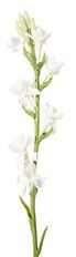 TUBEROSE STEM