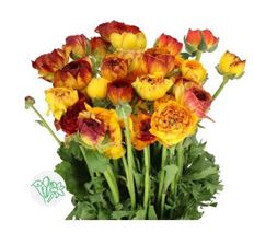 RANUNCULUS CLOONEY