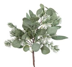 EUCALYPTUS 26" BLUE SPRUCE