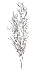 BRANCH TWIG 44" FROSTED NAT