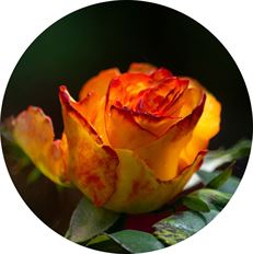 ROSE BICOLOR