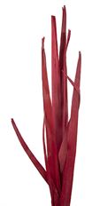 SUNPALM LEAVES RED 7/PK