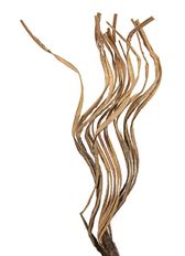 COCO CURL NATURAL 4/PK