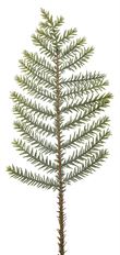 PINE SPRAY 26" GREEN GREY